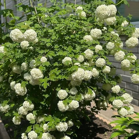 布达佩斯苹果酒店 * Budapest